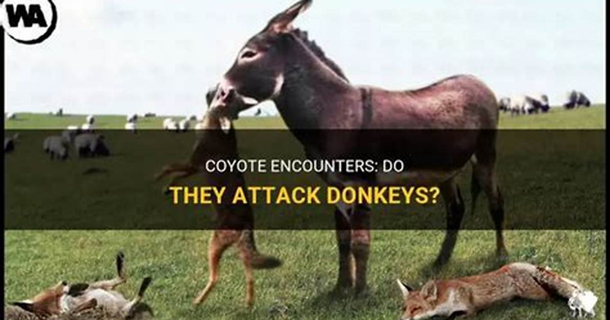 Do Donkeys Kill Coyotes?
