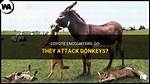 Do Donkeys Kill Coyotes?