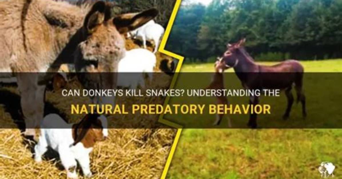 Do Donkeys Kill Snakes?