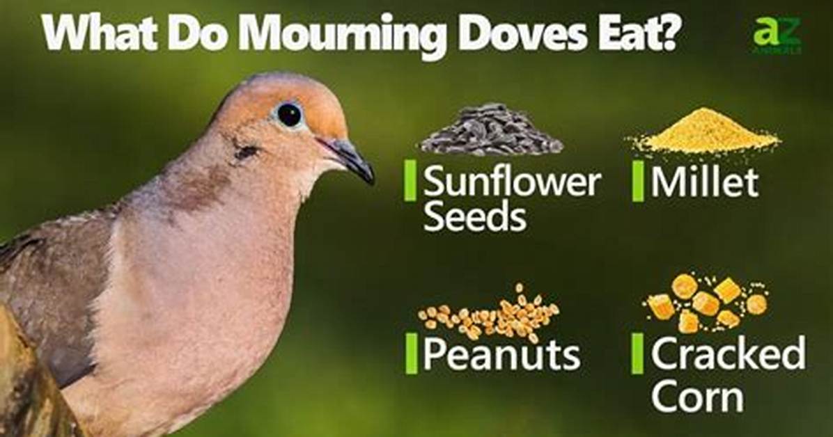 Do Doves Eat Milo?