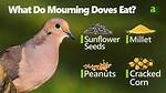 Do Doves Eat Milo?
