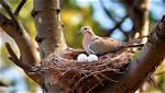 Do Doves Nest Together