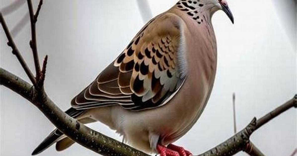 Do Doves Sleep Perched?