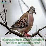 Do Doves Sleep Perched?