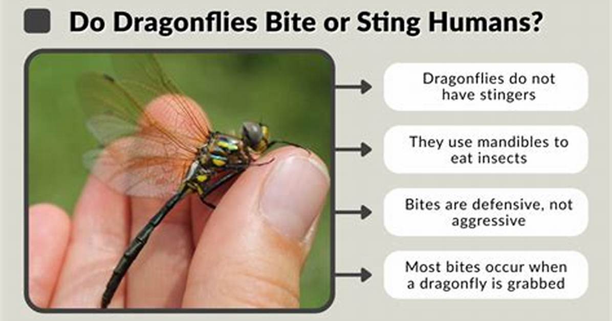 Do Dragonflies Bite You?