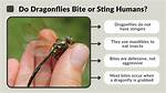 Do Dragonflies Bite You?