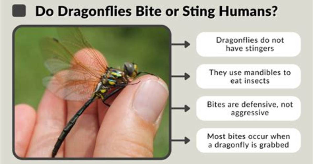 Do Dragonflies Bite