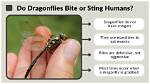 Do Dragonflies Bite