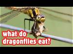 Do Dragonflies Eat While Flying