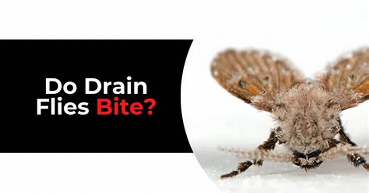 Do Drain Flies Bite