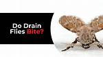 Do Drain Flies Bite