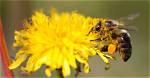 Do Drone Bees Pollinate