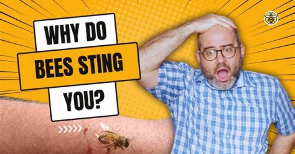 Do Drone Bees Sting?