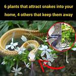 Do Ducks Attract Snakes