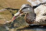 Do Ducks Eat Fish?