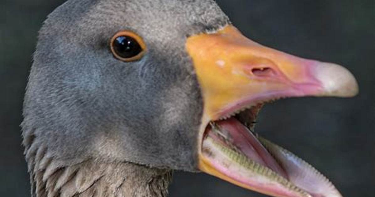 Do Ducks Have Teeth?