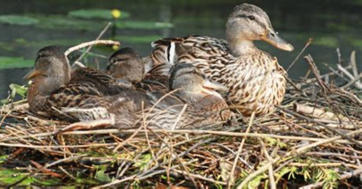 Do Ducks Make Nests? | Contextresponse. Com