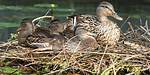 Do Ducks Make Nests? | Contextresponse. Com