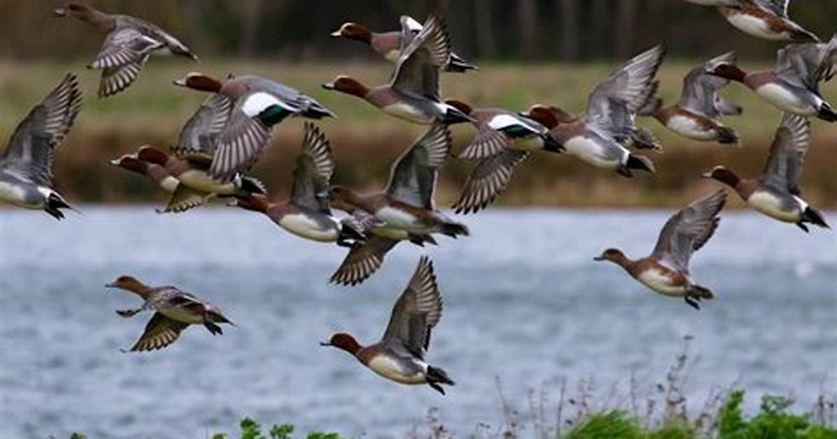Do Ducks Migrate