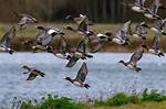 Do Ducks Migrate
