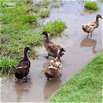 Do Ducks Need a Pond?