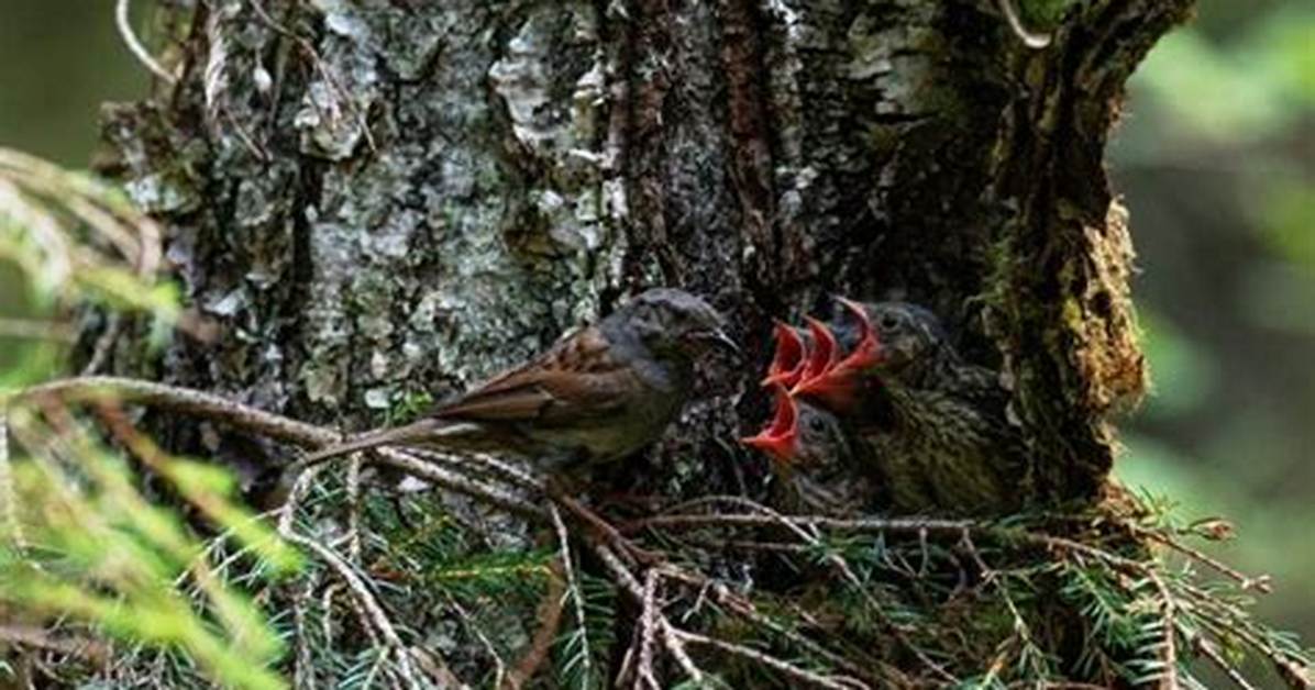Do Dunnocks Use Nest Boxes?