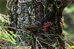 Do Dunnocks Use Nest Boxes?