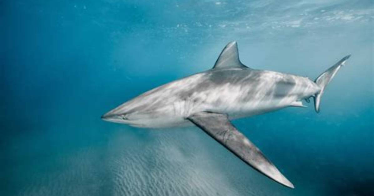 Do Dusky Sharks Bite?