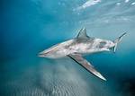 Do Dusky Sharks Bite?