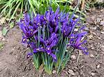 Do Dwarf Irises Spread