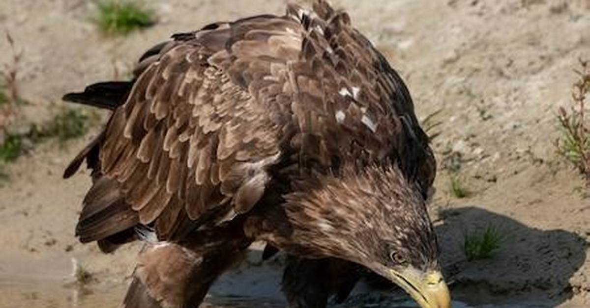 Do Eagles Drink Water?