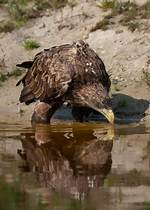 Do Eagles Drink Water?