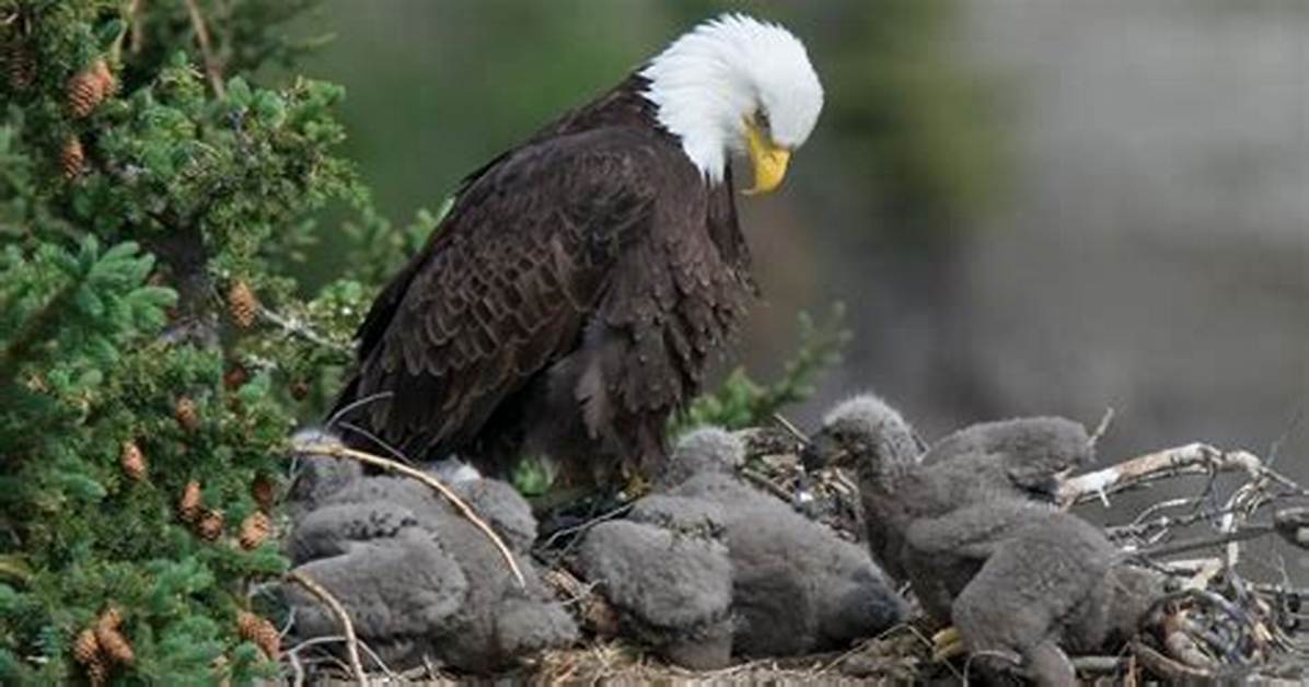 Do Eagles Kill Siblings?