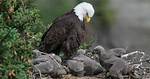 Do Eagles Kill Siblings?