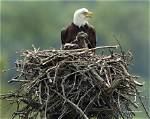 Do Eagles Live in Nests?