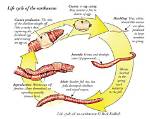 Do Earthworms Lay Eggs?