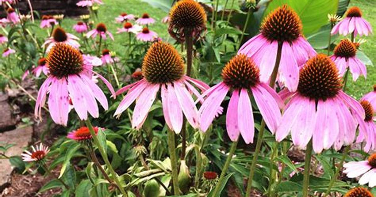 Do Echinacea Plants Spread