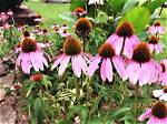 Do Echinacea Plants Spread