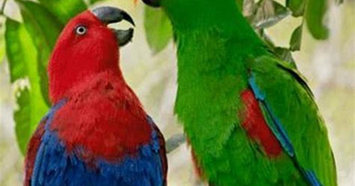 Do Eclectus Parrots Talk?