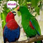 Do Eclectus Parrots Talk?