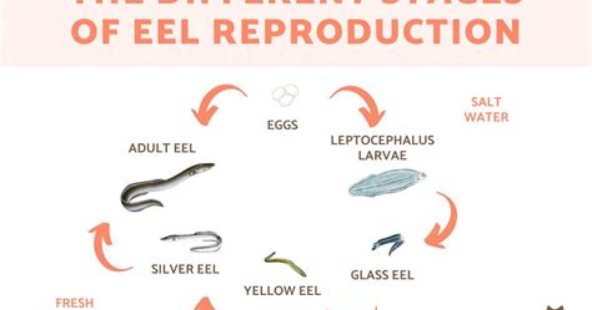 Do Eels Lay Eggs?