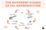 Do Eels Lay Eggs?