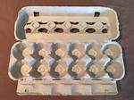 Do Egg Cartons Decompose?