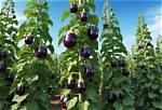 Do Eggplants Climb