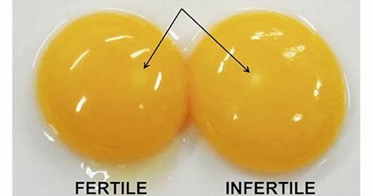 Do Eggs Bind You up?