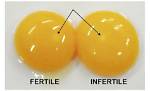 Do Eggs Bind You up?
