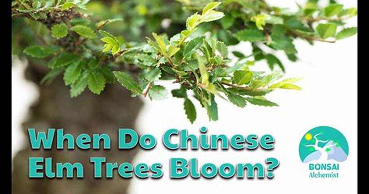 Do Elm Trees Bloom? | Contextresponse. Com