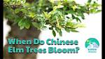 Do Elm Trees Bloom? | Contextresponse. Com