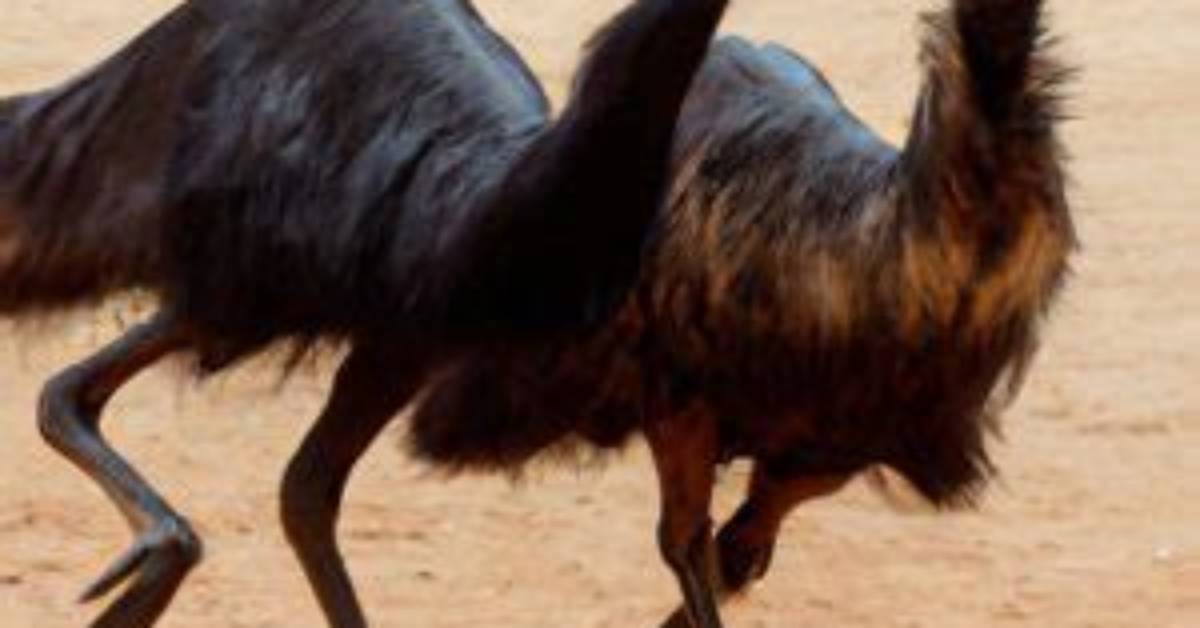 Do Emus Dance