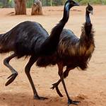 Do Emus Dance